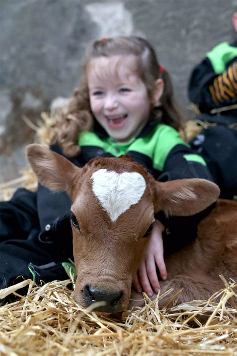 Calf Born On Valentine S Day With Perfect Heart Shaped Mark On Its Head
