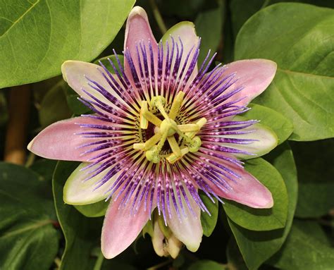 Passion Flower Description Species Symbolism And Facts Britannica