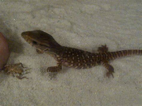 We did not find results for: Godzilla! (The Savannah Monitor Lizard) by Nightscurse on ...