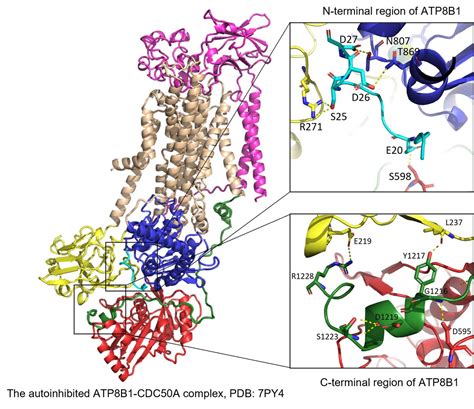 Structure Of The Lipid Flippase Atp8b1 Reveals Important Mechanisms Of