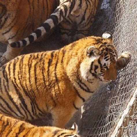 Fat Chinese Tigers Are The Best Thing Youll See Today