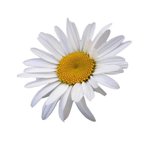 Transparent Background Daisy Png PNG Image Collection