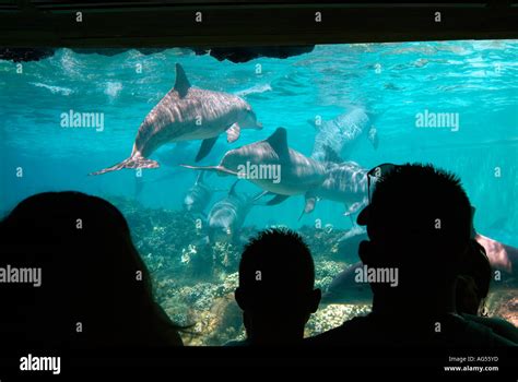 Dolphin Cove Sea World Theme Park Orlando Florida Usa Stock Photo Alamy