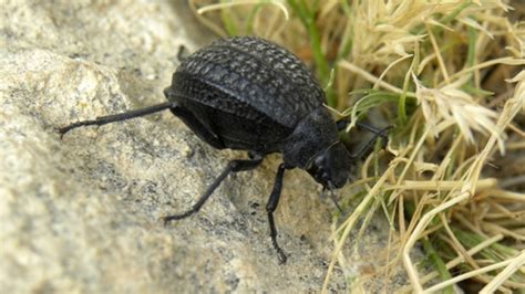 Photo Safari Darkling Beetle