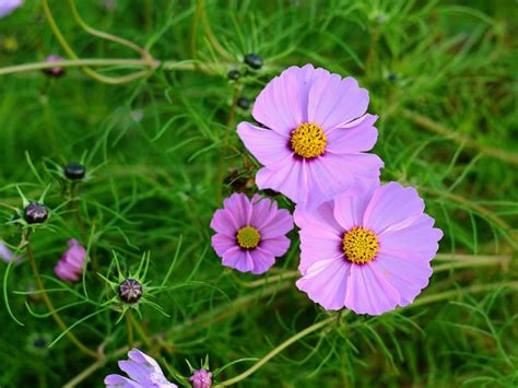 Contact kwiaty ogrodowe on messenger. Kwiaty ogrodowe łatwe w uprawie