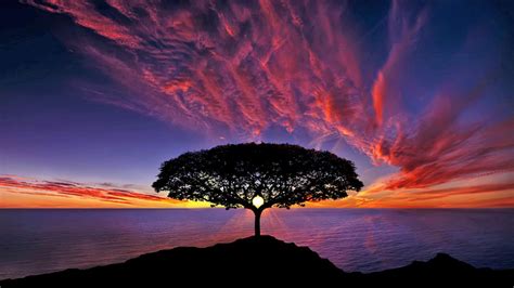 Sunset Tree Silhouette Blue Sky Red Clouds Ocean Horizon : Wallpapers13.com