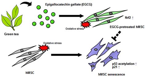 Epigallocatechin 3 Gallate Prevents Oxidative Stress Induced Cellular