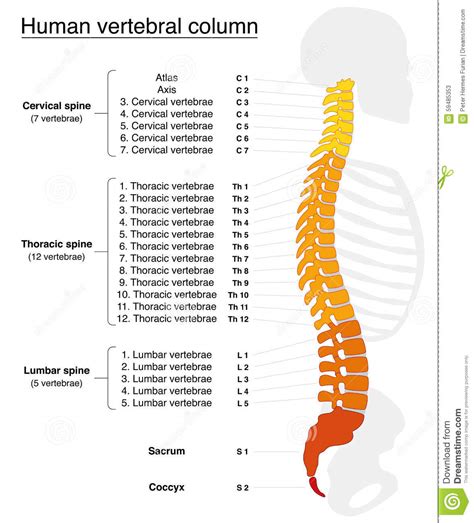 The human being, just like most other animals, has two basically, when a bone is broken or dislocated, the body would just wish to grow the bone back to. Vertebral Column Names Spine Stock Vector - Illustration of fire, human: 59485353