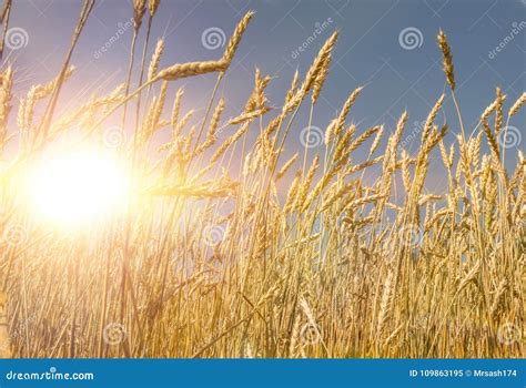 Ran Yellow Wheat Field Of Wheat In The Rays Of The Setting Sun
