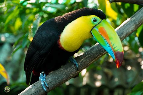 Toucan Rescue Ranch A Costa Rican Rescue And Rehabilitation Organization