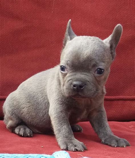 Check spelling or type a new query. French Bulldog Puppies For Sale | Chicago, IL #196232