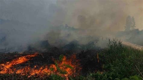 Makalah Kebakaran Hutan Di Riau ZIP MAKALAHAB