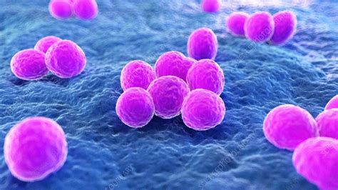 You may need treatment to remove the bacteria to reduce your risk of getting an infection or spreading the bacteria. Mrsa bacteria - Stock Video Clip - K008/1894 - Science ...