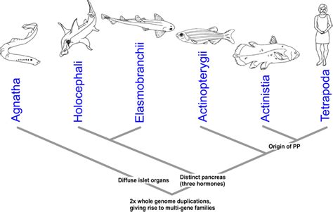Stages Of Vertebrate Pancreas Evolution The Earliest Vertebrates