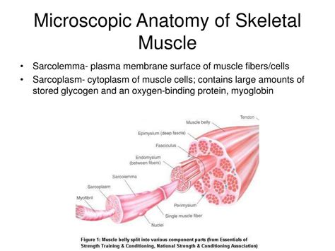 Skeletal Muscle Microscopic Anatomy