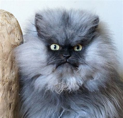 Koleksi gambar kucing yang sangat gemuk dan comel cisdel com. 7 Selebriti Kucing Yang Wajib Anda Ketahui. #3 Paling Rare.