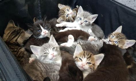 Fifteen Kittens Found Abandoned In Suitcase Rescued By Veterinary Nurse Nature News