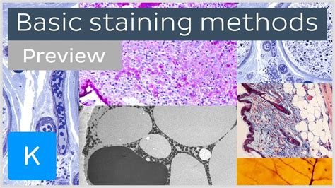 Basic Histological Staining Methods Preview Human Histology