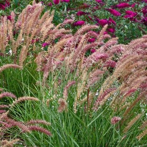 Oriental fountain grass thrives nearly in every location i have planted it: Pennisetum Karley Rose is a superb Ornamental Grass that ...