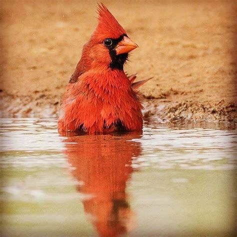 A Red Bird Is Sitting In The Water