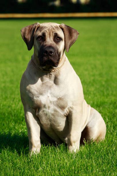 English Mastiffs Stock Photos Pictures And Royalty Free Images Istock