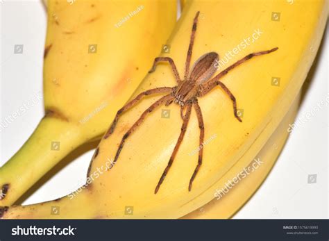 2395 Banana Spiders Images Stock Photos And Vectors Shutterstock