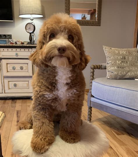 Australian Labradoodle | Australian labradoodle, Labradoodle, Mini