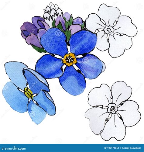 Wildflower Forget Me Not Flower In A Watercolor Style Isolated Stock