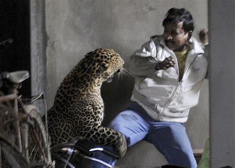Leopard Kills Man In India Scalps Another Cbs News