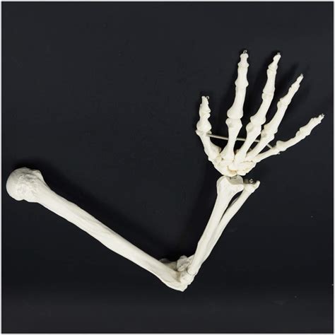 Buy Jhgf Human Arm Skeleton Model Medical Anatomical Human Upper Limb