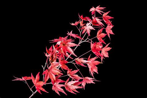 200 Free Japanese Maple And Maple Images