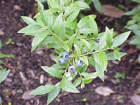 Vaccinium Angustifolium Late Lowbush Blueberry Low Bush Blueberry