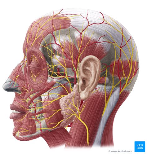 This may vary from person to person, but as a rule, most people have 206. Superficial Nerves of the Face and Scalp - Anatomy | Kenhub
