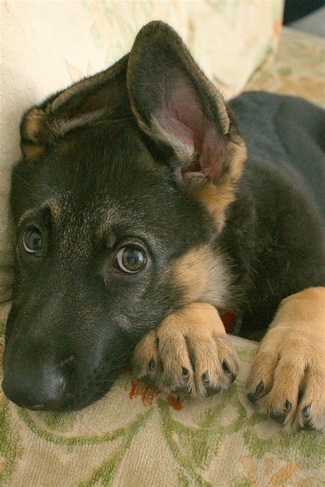 Gsd Puppy With Newly Standing Ears German Shepherd Dogs Pintere