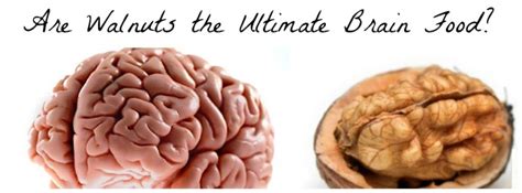 Walnut Brain Food Extraordinaire Hubpages