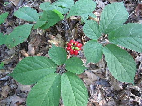 Watauga Extension Offers Ginseng Production Workshops in September ...