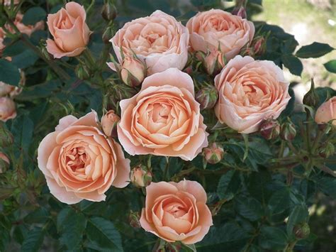 Sweet Dream Patio Rose — Parkside Nursery Rose Growers