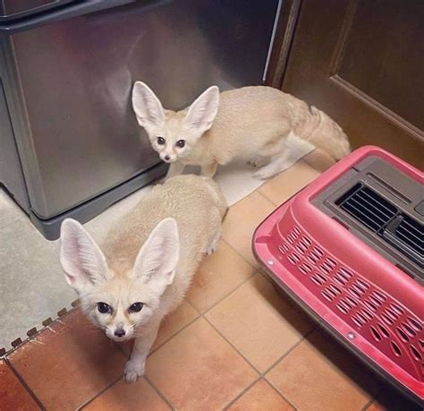 Friendly Fennec Fox Babies For Sale Adoption From Ottawa Gatineau