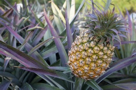 Does Pineapple Die After Fruiting How Often Does Pineapple Bear Fruit