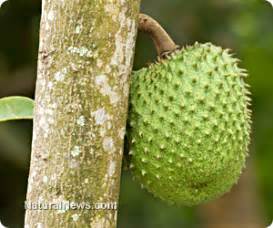 Many miracle foods are available more than once, which are considered by different researchers to be effective: Guyabano fruit acknowledged as a miracle cure for cancer ...