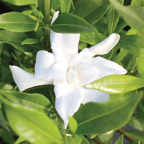 Gardenia Frost Proof Jackson And Perkins