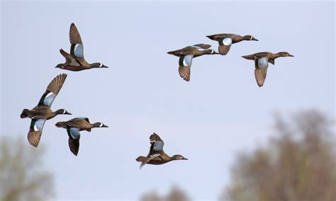 Maryland Biodiversity Project Blue Winged Teal Anas Discors