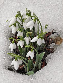 Ám télutón egy reggelen, csoda történik a hegyen: Fésűs Éva: Télkergető hóvirág | Virágok, Virágos kert, Ültetés