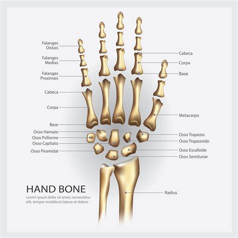 Hand Bone Anatomy With Detail Vector Illustration Vector Art At Vecteezy