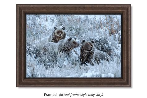 Frosty Morning Sage — Grizzly 399 By Thomas D Mangelsen