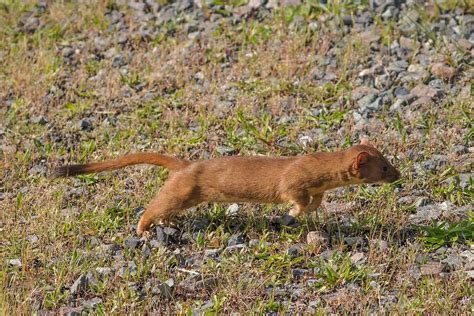 Long Tailed Weasel Photograph By Joseph Siebert Fine Art America