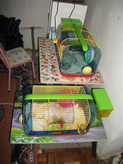 Hamster Care 2011 My New Hamster Cage