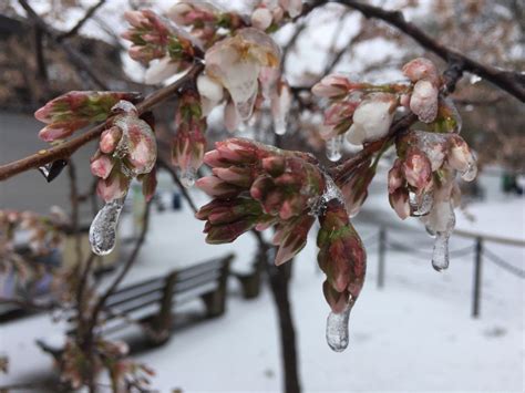 Plunging Temperatures Threaten Delicate Dc Cherry Blossoms Wtop News