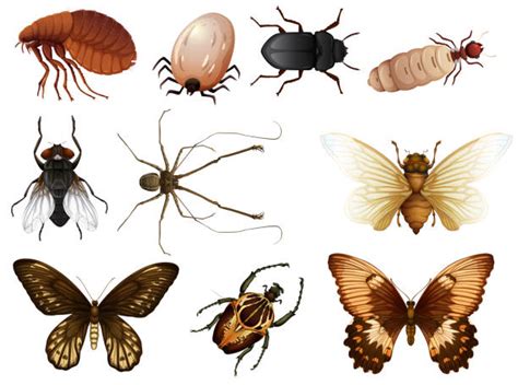 Ticks And Fleas Backgrounds Illustrations Royalty Free Vector Graphics