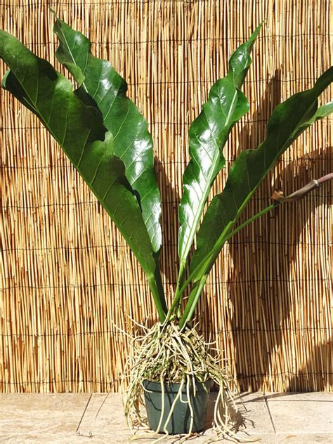 Anthurium has large, glossy deep green leaves. XL Anthurium Water Dragon Birdnest Plant in 6" Pot - Kens ...